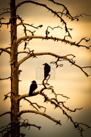 Foto de Raben auf Totholz, Cuervos sentados en una rama de un árbol seco en su - Imagen libre de derechos