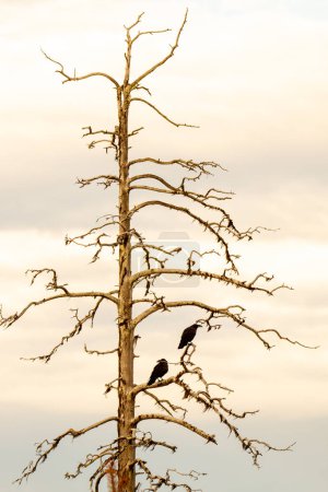 Foto de Raben auf Totholz, Cuervos sentados en una rama de un árbol seco en su - Imagen libre de derechos