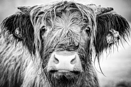 Foto de Hochlandrind, vaca escocesa de las tierras altas con cuernos largos pastando en g - Imagen libre de derechos