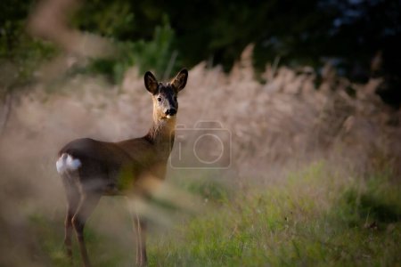 Young roe deer in a field of tall grass looking at the camera