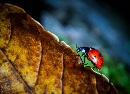Ladybug in autumn mood