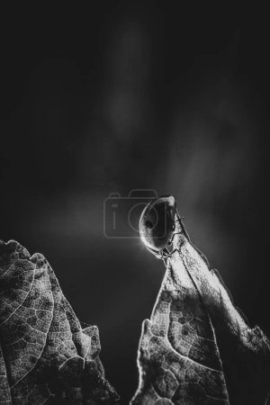 Foto de La mariquita en la hoja macro se acercan. hermosa foto digital pictur - Imagen libre de derechos