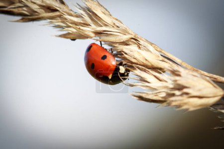 Ladybug on the blade of grass