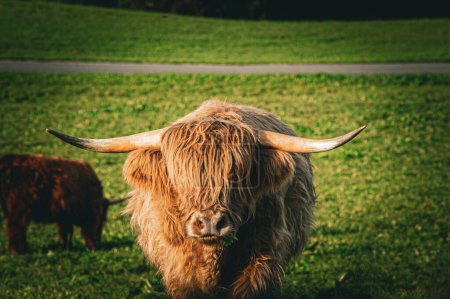 Foto de Vaca montañosa escocesa con cuernos largos pastando en prado verde - Imagen libre de derechos