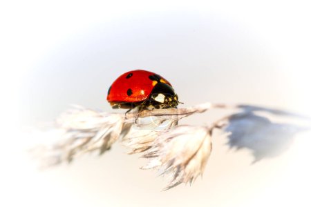  Ladybug on the blade of grass