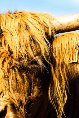 Foto de Vaca montañosa escocesa con cuernos largos pastando en prado verde - Imagen libre de derechos