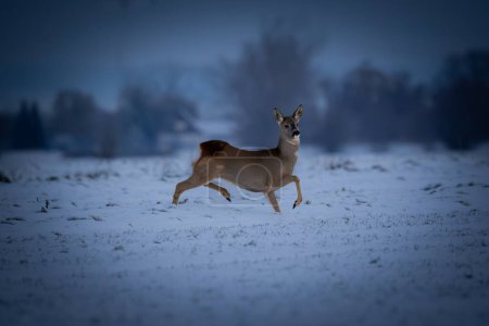 Ciervo corriendo en un campo nevado por la noche en invierno
