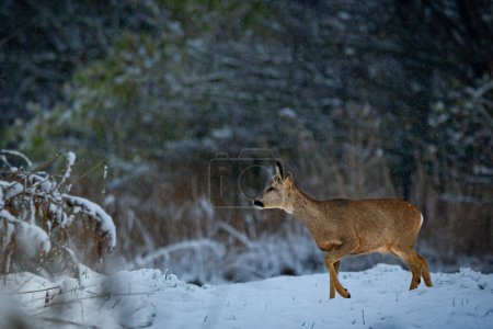 Roe deer in the winter forest. Wild roe deer in winter forest.