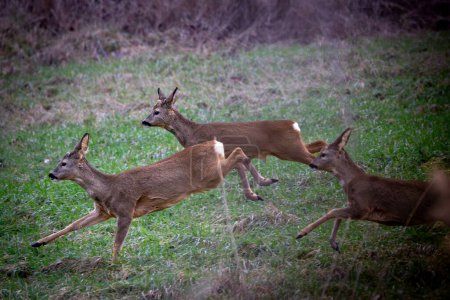 Roe deer, capreolus capreolus, running in the grass