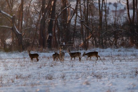 Ciervos, capreolus capreolus, grupo de ciervos en el bosque invernal