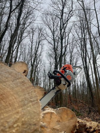 Foto de Maderas en el trabajo con la motosierra, montones de madera, tronco de árbol - Imagen libre de derechos