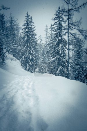 Winter landscape with snow covered fir trees in the mountains. T