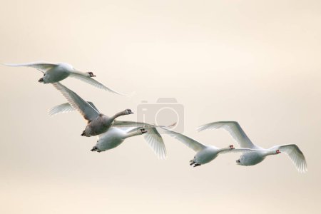 Whooper Swan (Cygnus cygnus) en vuelo
