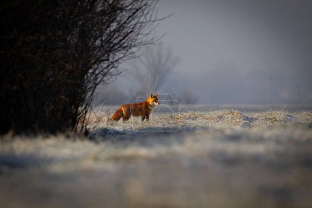 Red fox in winter. Red fox on a winter meadow.