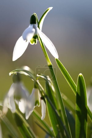 Foto de Primer plano de las flores de la campanilla de nieve que florecen en el bosque de primavera. Superficie d - Imagen libre de derechos