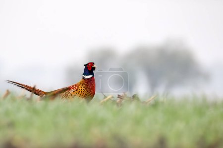 Pheasant (Phasianus colchicus)on the meadow 