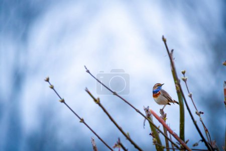 Foto de Garganta azul (Luscinia svecica) posada sobre una rama - Imagen libre de derechos