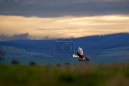 Pheasant in flight on a meadow with a beautiful sunset.