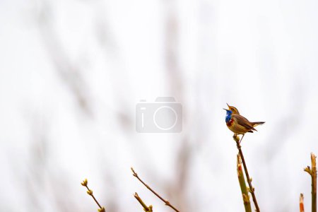 Foto de Garganta azul (Luscinia svecica) posada sobre una rama - Imagen libre de derechos