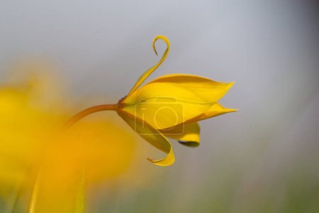 Foto de Tulipán salvaje (Tulipa sylvestris), tulipán wineberg - Imagen libre de derechos