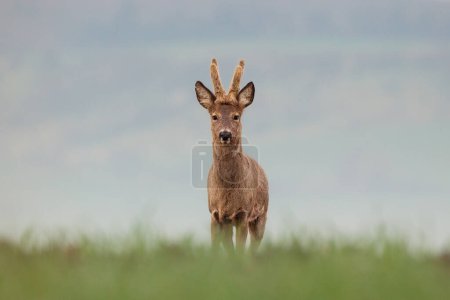 Roe deer, capreolus capreolus, single male on grass