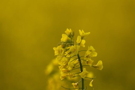 Rapeseed blossom in the field at dawn