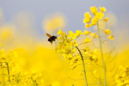 Abejorro oscuro en el campo de colza en la búsqueda de polen (Bombu