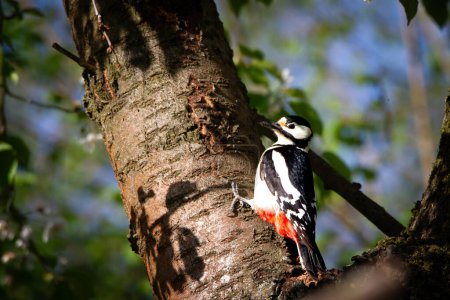 Spotted woodpecker (Dendrocopos major) on the cherry tree in the