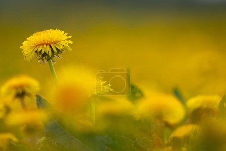 Foto de Diente de león floreció en un prado de primavera en una gran luz (Taraxacum - Imagen libre de derechos