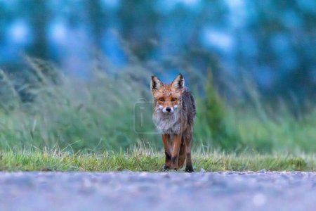 Fox with wet fur around the dirt road