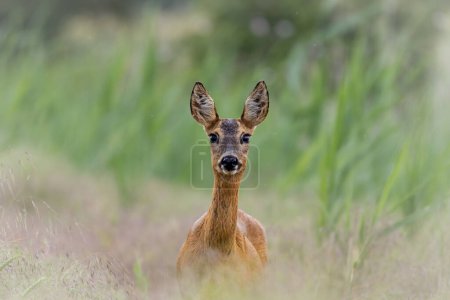 Young female deer on the edge of the field between grasses