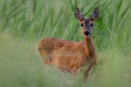 Young female deer on the edge of the field between grasses
