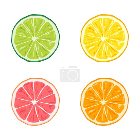 Citrus slices of orange, grapefruit, lime and lemon isolated on flat white background. Vector illustration