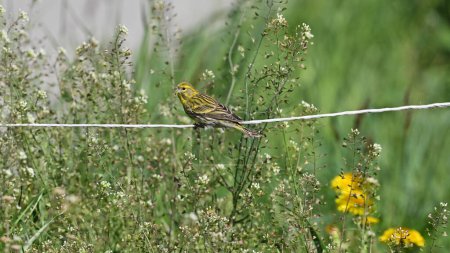 serin perched on the branch observing
