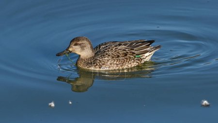  female mallard duck swims on the lake in summer