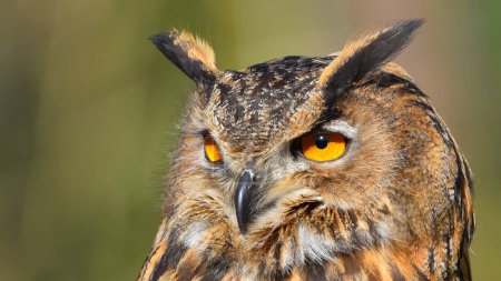 eagle owl posing, look, close-up, yellow eyes