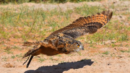 eagle owl posing, look, close-up, yellow eyes