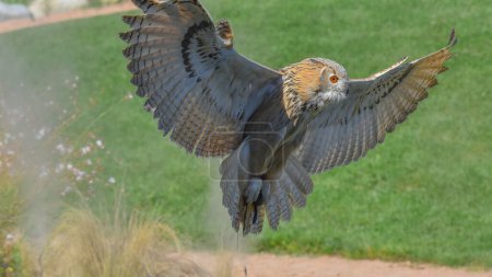 Siberian owl in flight landing on the meadow