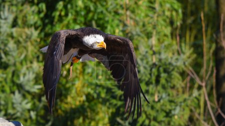 bald eagle in flight with spread wings