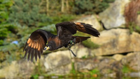 harris buzzard in flight with open wings