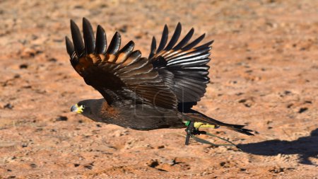 harris buzzard in flight with open wings