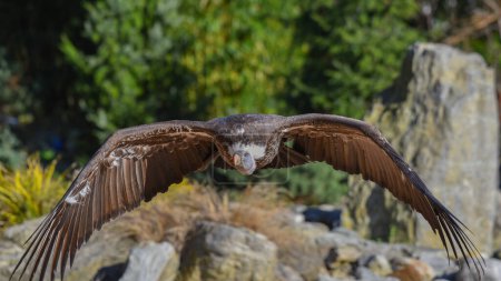 griffon vulture in flight with open wings