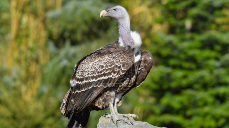 griffon vulture resting on the stone full body