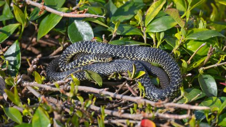 Collared snake sunning on the bush