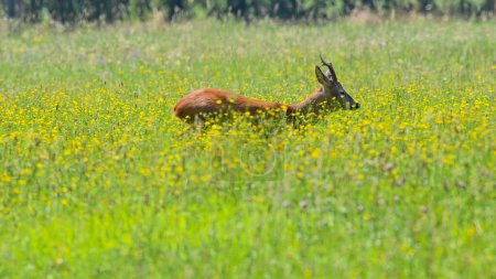 roe deer run in the meadow in summer