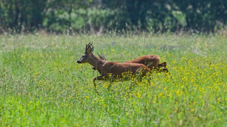 roe deer run in the meadow in summer