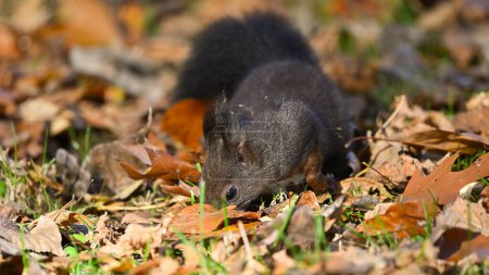 Eichhörnchen auf dem Rasen auf der Suche nach Nuss