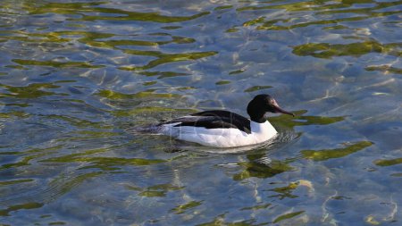 Male Goosander swims on the lake