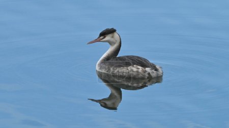 young great crested grebe swims on the river