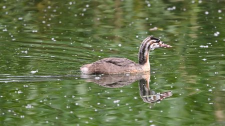 young great crested grebe swims on the river